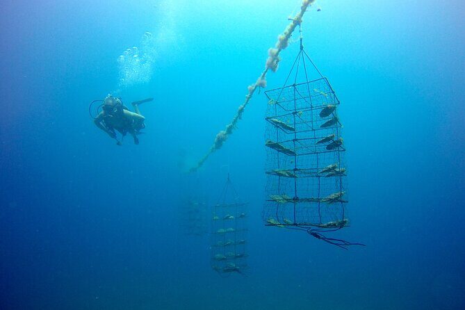 Civa Fiji Pearls Boutique Pearl Farm Tour Experience - Why This Tour Offers Value