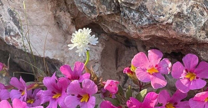 Claremont: California Botanic Garden Half Day Tour - Exploring the California Botanic Garden: A Half-Day Botanical Escape
