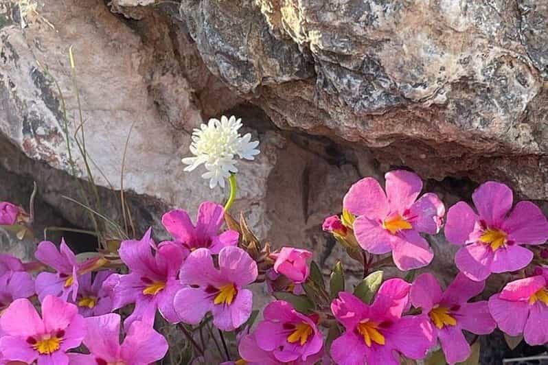 Claremont: California Botanic Garden Half Day Tour - Why This Tour Stands Out