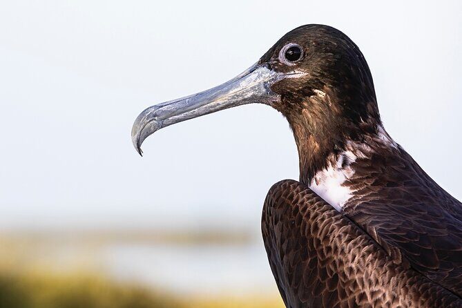 Classic 3-island tour on a shared boat-Entrance Yalahau included- - A Detailed Review of the 3-Island Tour Experience