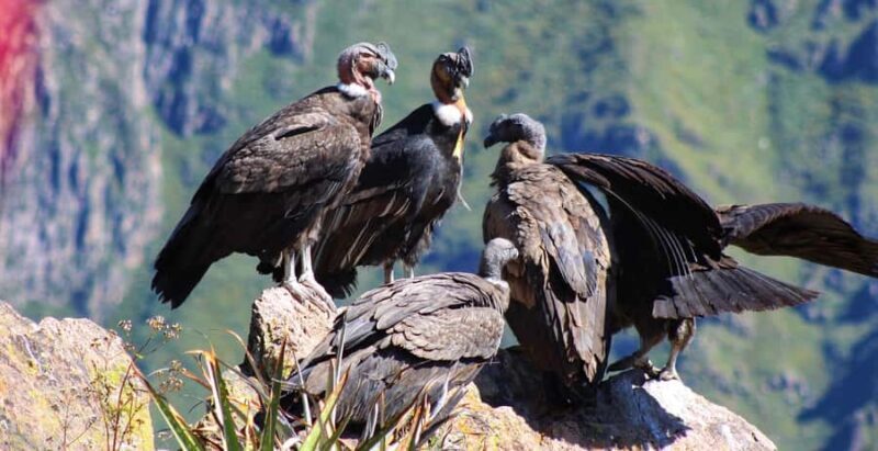 Classic Colca canyon Tour - 2 Days - Key Points