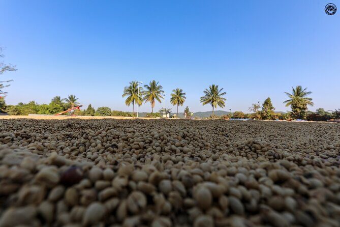 Classic Coorg Coffee Plantation experience - Classic Coorg Coffee Plantation Experience: A Practical Guide