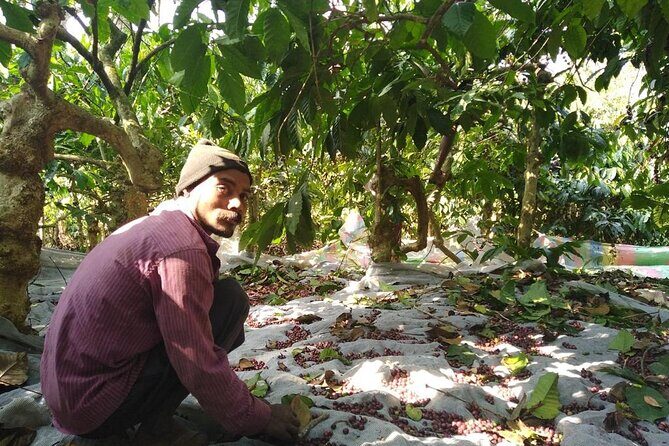 Classic Coorg Coffee Plantation experience - Key Points