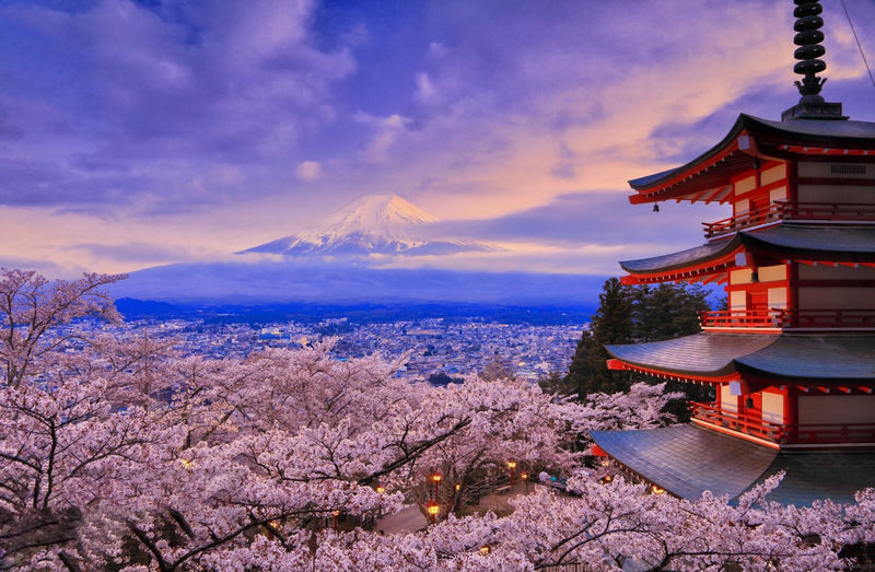 Classic Fuji Flower Viewing Route | Tenjosan Park & Arakurayama Sengen Park & Nichikawa Clock Shop & Lawson Convenience Store & Oishi Park (including cable car ticket) - Oishi Park and the flowers of the season