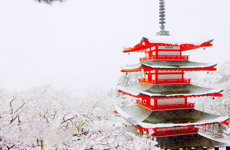 Classic Fuji Flower Viewing Route | Tenjosan Park & Arakurayama Sengen Park & Nichikawa Clock Shop & Lawson Convenience Store & Oishi Park (including cable car ticket) - What the guide and transport add