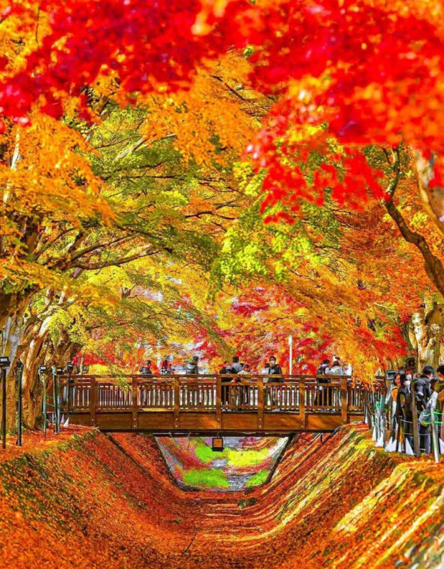 Classic Fuji Flower Viewing Route | Tenjosan Park & Arakurayama Sengen Park & Nichikawa Clock Shop & Lawson Convenience Store & Oishi Park (including cable car ticket) - Who will get the most from this day