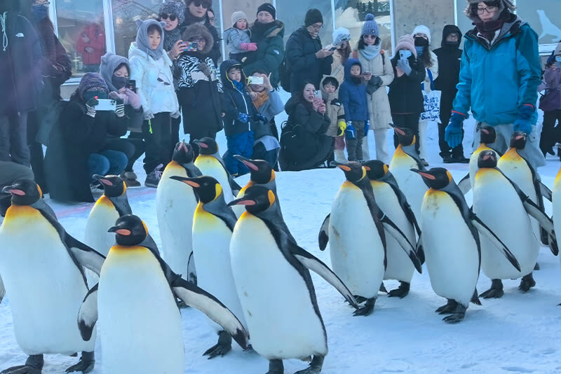 Classic Hokkaido Asahikawa & Biei Photo Spot Day Tour: Asahiyama Zoo & Shirahige Waterfall & Shirogane Blue Pond & Biei - A long route made easier from Sapporo