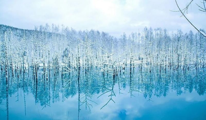 Classic Hokkaido Asahikawa & Biei Photo Spot Day Tour: Asahiyama Zoo & Shirahige Waterfall & Shirogane Blue Pond & Biei - Biei’s Lonely Christmas Tree and photo stops