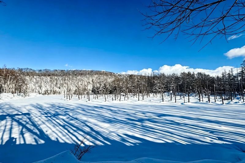 Classic Hokkaido One-Day Tour: Asahiyama Zoo & Ken & Mary Tree & Shirahige Waterfall & Biei Shirogane Blue Pond & Ningle Terrace - Guides, group pace, and the language question