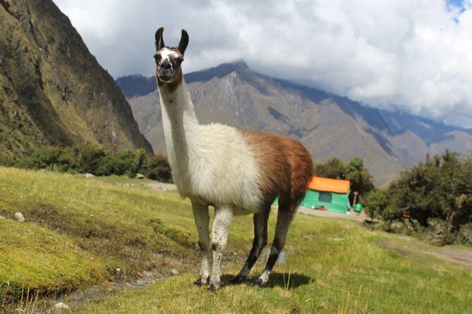 Classic Inca Trail to Machu Picchu (4D/3N) - Who Is This Tour Best For?