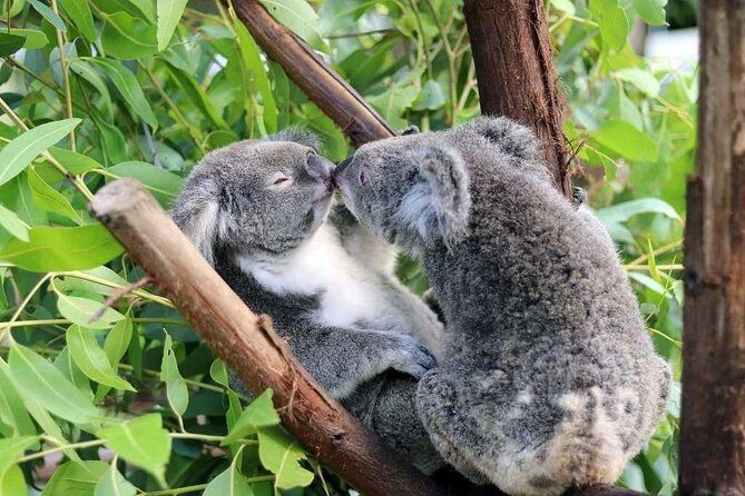 Classic Kuranda by Skyrail and Scenic Railway, Rainforestation & lunch. CKB - A Deep Dive into the Tour Experience