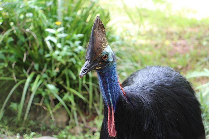 Classic Kuranda by Skyrail and Scenic Railway, Rainforestation & lunch. CKB - Who Should Consider This Tour?