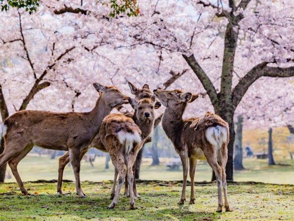 Classic Panoramic Tour: A Day Trip to Kyoto and Nara to Encounter Adorable Deer - Practical details before you go