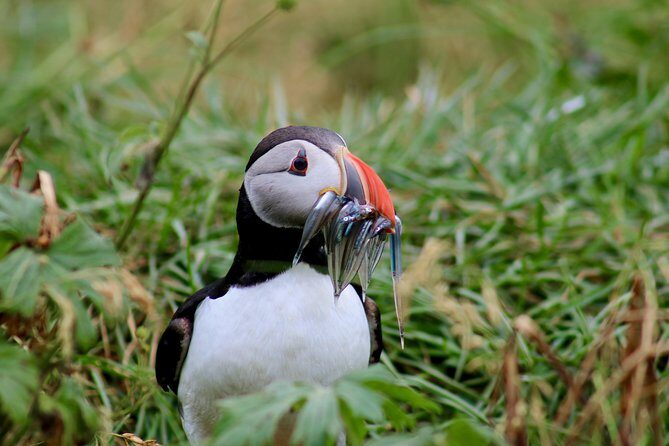 Classic Puffin Watching Cruise from Downtown Reykjavík - In-Depth Review of the Puffin Watching Experience