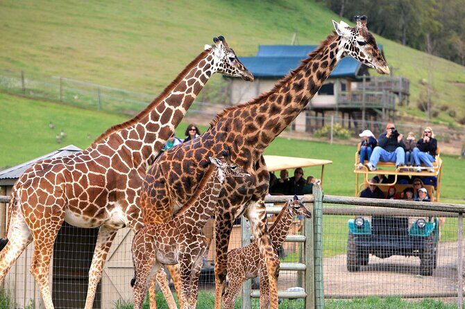 Classic Safari Adventure at Safari West - Location and Setting: Where Nature Meets Sonoma County