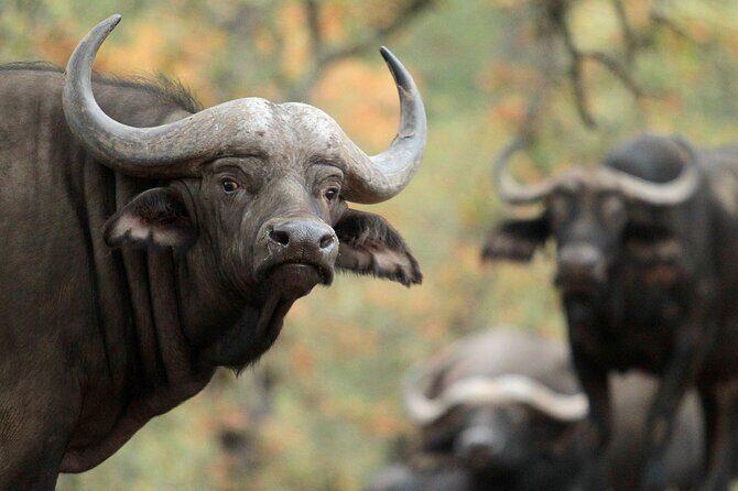 Classic Safari Adventure at Safari West - The Guided Safari Vehicle Ride: What to Expect