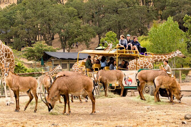 Classic Safari Adventure at Safari West - Practical Details and Considerations