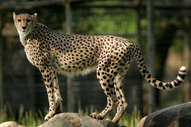 Classic Safari Adventure at Safari West - Value for Money