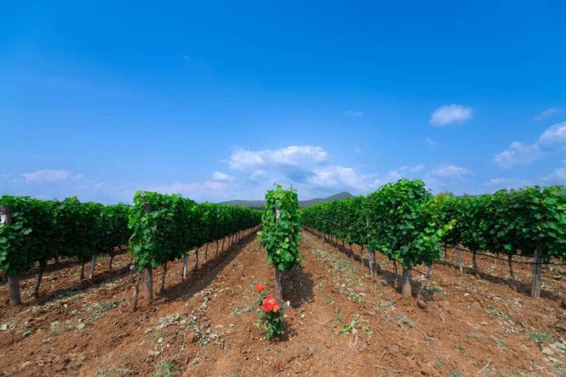 Classic Tour & Monovarietal Wines Tasting - FAQ