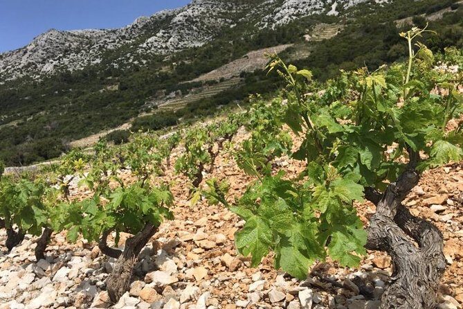 Classic Tour with Wine Tastings from Dubrovnik - Authentic Experiences That You’ll Remember