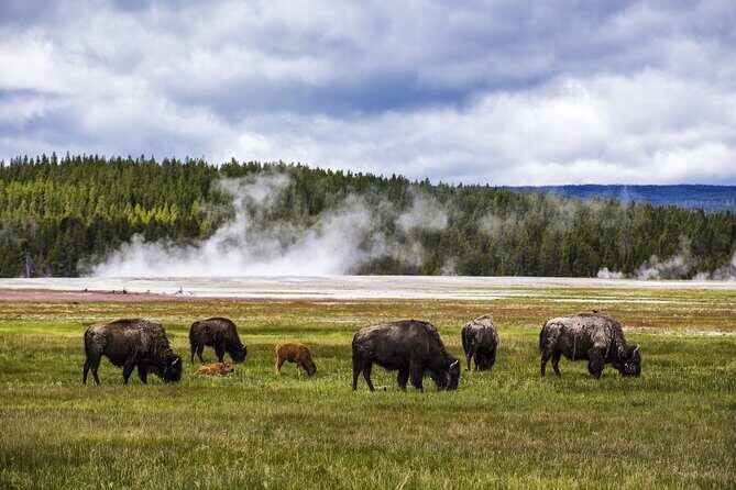 Classic Yellowstone National Park Lower Loop Picnic Lunch Tour - Why This Tour Is a Great Choice