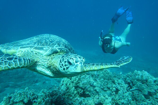 Clear Bottom Kayak and Snorkel Tour at Turtle Town, Makena - FAQ