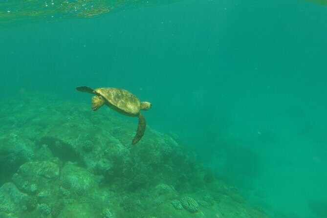 Clear Bottom Kayak - Guaranteed to see Turtles! - An In-Depth Look at the Clear Bottom Kayak Tour