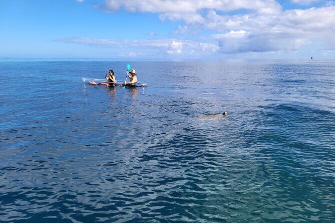 Clear Bottom Kayak - Guaranteed to see Turtles! - FAQs
