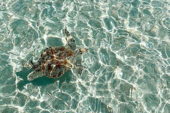 Clear Bottom Kayaks Mangrove and Iguana Tour - FAQs