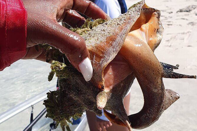 Clear Bottom Kayaks Mangrove Tour - Exploring the Mangroves of Turks and Caicos in a Clear Bottom Kayak