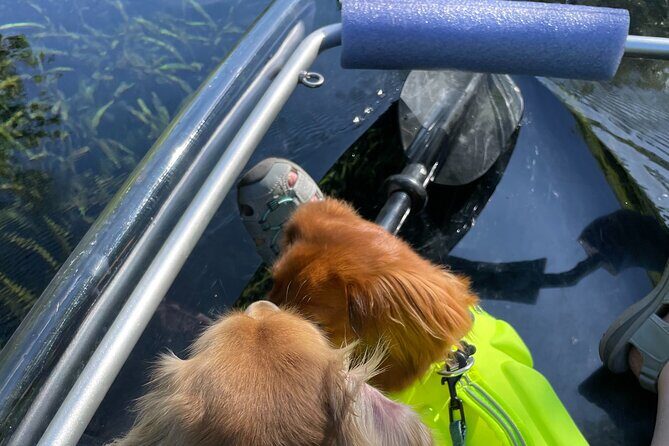 Clear Canoeing and Wildlife Sightseeing at Silver Springs - Final Thoughts