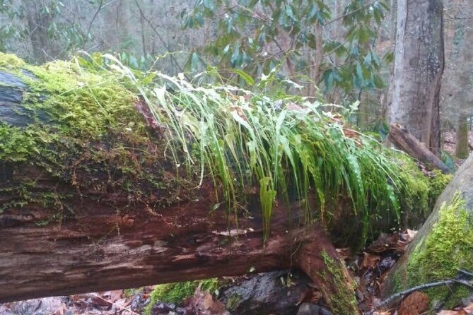Clear Creek Falls Hike - A Deep Dive into the Clear Creek Falls Hike