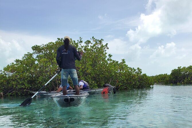 Clear Kayak Mangrove Eco Tour - The Authenticity and Educational Edge