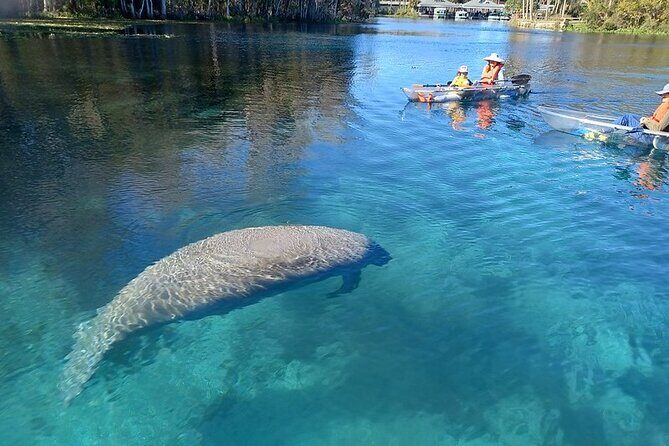 Clear Kayak or Paddleboard Manatee Adventure - Experience the Silver Springs Clear Kayak or Paddleboard Manatee Adventure