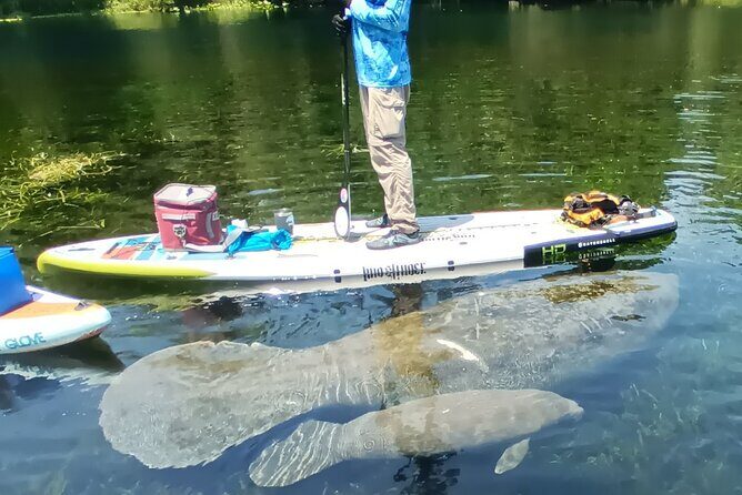 Clear Kayak or Paddleboard Manatee Adventure - Frequently Asked Questions