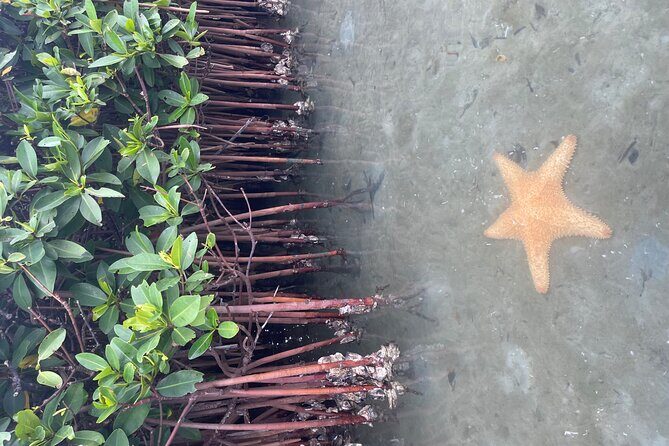 Clear Kayak RentalPeanut Island/West Palm Beach - The Sum Up: Is This Tour Right for You?