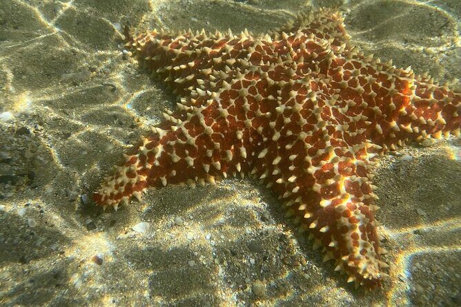 Clear Kayak Tour in Condado Lagoon - FAQ