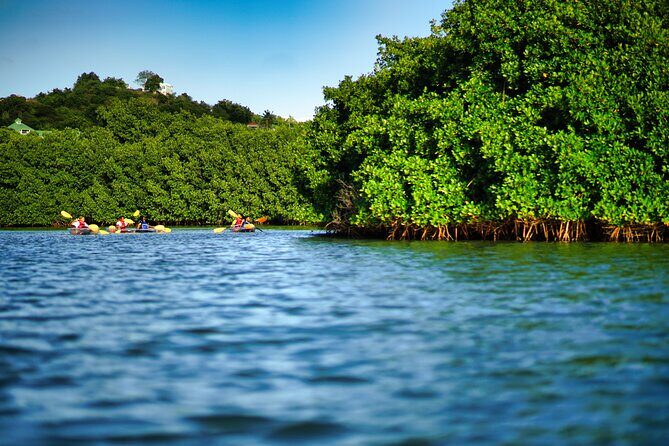 Clear Kayak Tour in Mangrove Antigua - Exploring Antigua’s Mangroves: A Clear Kayak Adventure