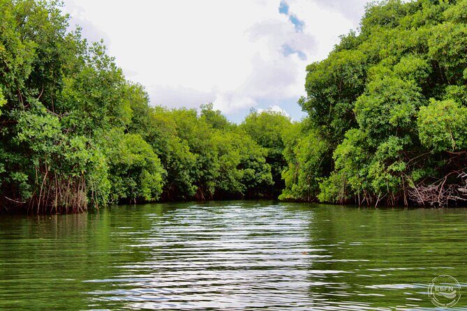 Clear Kayak Tour in Mangrove Antigua - Final Thoughts