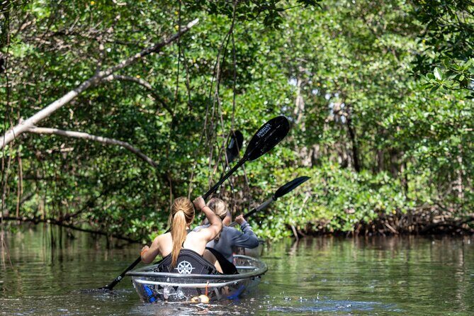 Clear Kayak Tour in North Miami Beach - Mangrove Tunnels - In-Depth Look at the Tour