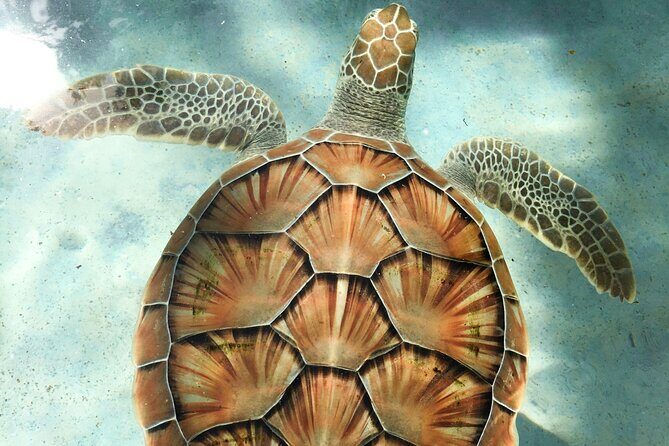 Clear Kayak Tour in Turks & Caicos Islands - Key Points