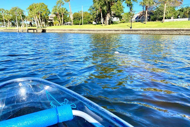 Clear Kayak Tour of Tarpon Springs | Manatee Season - Why This Tour Is a Great Choice