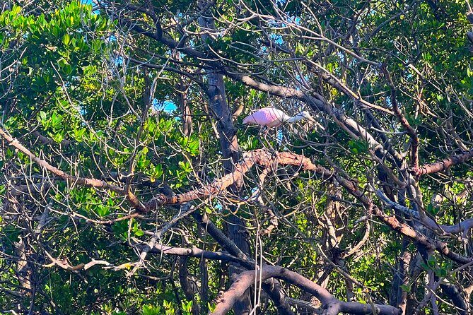 Clear/Standard Kayak Self Guided Island EcoTour Bonita Springs! - The Experience: Worth Your Time and Money