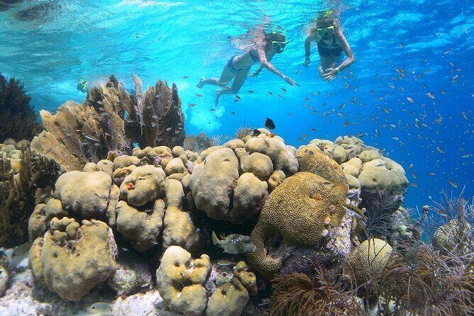 Clearbottom Mangrove Kayak & Snorkel tour - An In-Depth Look at the Bonaire Mangrove Experience