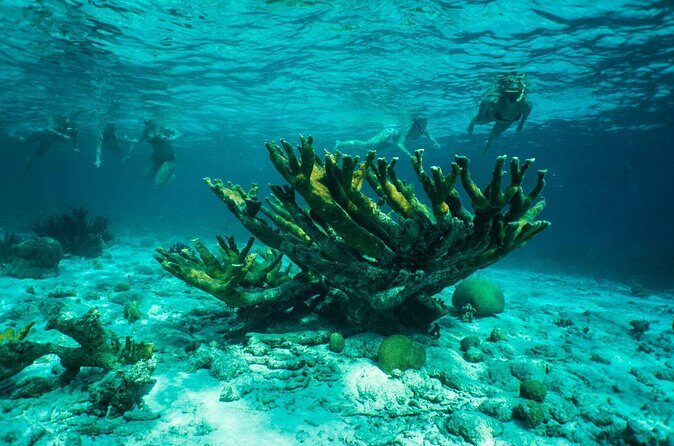 Clearbottom Mangrove Kayak & Snorkel tour - Final Thoughts