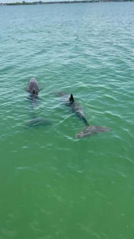 Clearwater Beach: BYOB Evening Cruise with Dolphin Sightings - Key Points