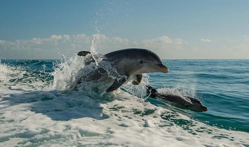 Clearwater Beach: Dolphin Excursion - Flippers Fun Boat - Key Points