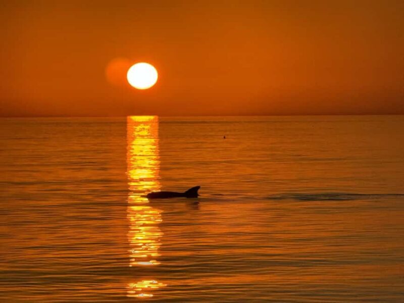 Clearwater Beach: Dolphin-Watching Sunset Cruise - A Detailed Look at the Clearwater Dolphin-Watching Sunset Cruise