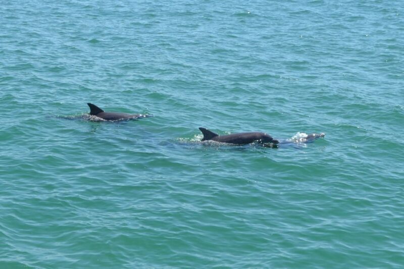 Clearwater: Cruise with Guaranteed Dolphin Sightings - The Sum Up