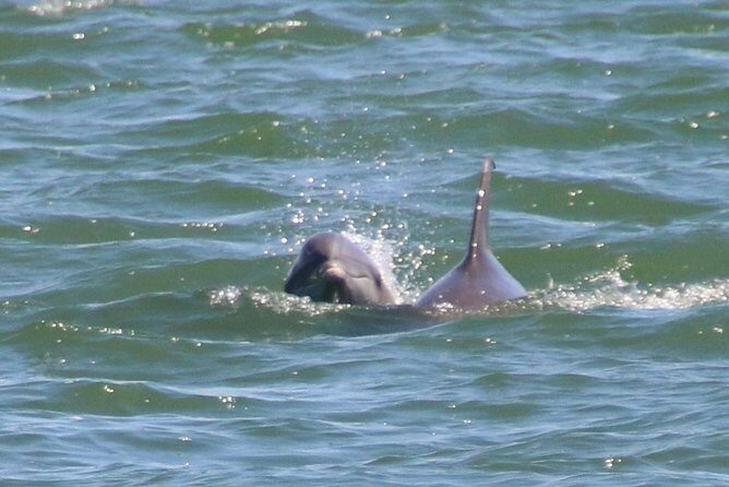 Clearwater Encounters with Dolphins Tour - Final Thoughts